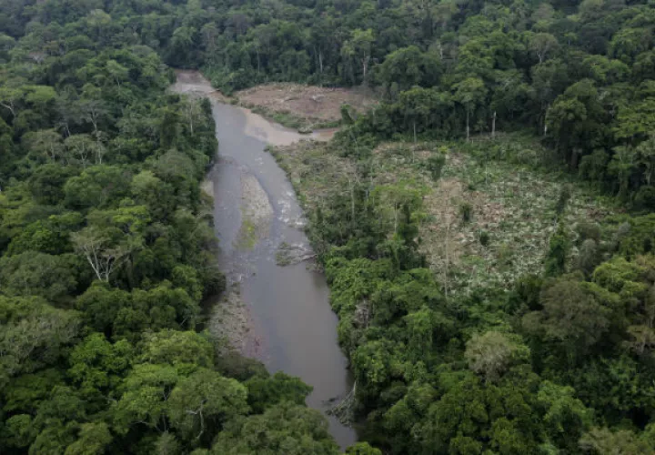La mayor parte de los árboles que se derriban en Darién se hace sin permiso alguno.