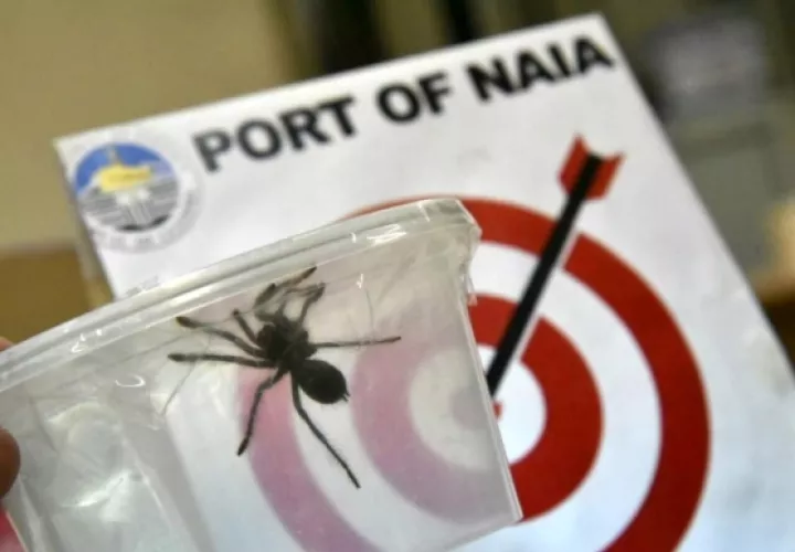  La Oficina de Aduanas, muestra una tarántula en el aeropuerto internacional de Manila (Filipinas). FOTO/EFE