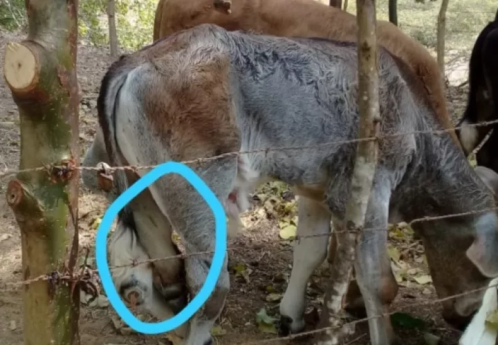El animal se traslada de forma normal por la finca. Foto/Thays Domínguez