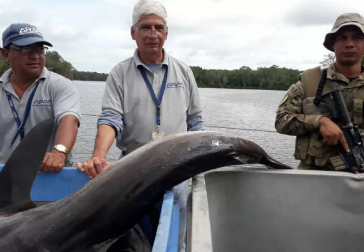 Se les decomisaron más de 6,000 libras de pescado, entre ellos 232 tiburones. Foto: Mayra Madrid. 