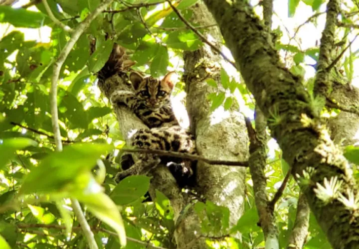 Es una de las seis especies de felinos silvestres reportados en Panamá, siendo estas: el Jaguar, Ocelote, Puma, Jaguarundi, Oncilla y tigrillo. 