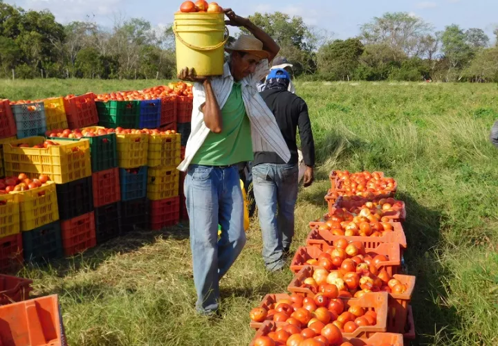 Los precios del producto han caído, debido al contrabando. Foto de archivo