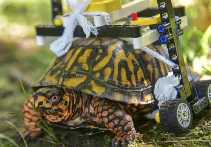 Una tortuga salvaje con una concha rota se mueve en una silla de ruedas hecha de legos mientras se recupera en el zoológico de Baltimore. FOTO/AP 