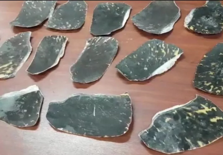Los 15  caparazones de las tortugas carey cuya captura está prohibida están bajo custodia del Ministerio de Ambiente. Foto/José Vásquez