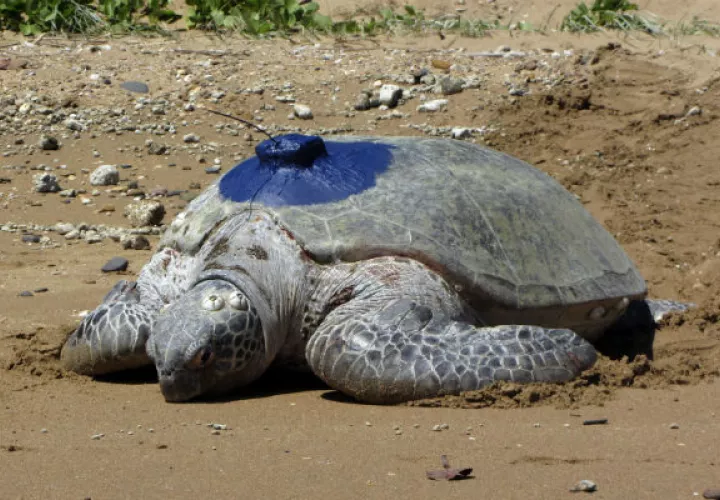 Tortuga con dispositivo de rastreo en Queensland, Australia. Foto/EFE