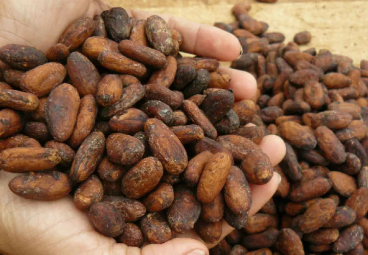 Se presentaron más de 270 muestras de chocolate de diferentes fábricas. 
