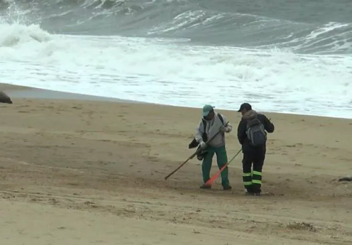 Dos personas limpian los restos de lobos marinos muertos, en una playa del departamento de Maldonado (Uruguay). EFE