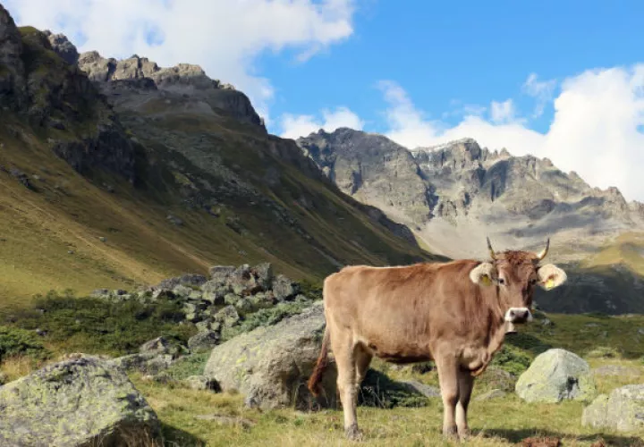 Una encuesta a 250 expertos arqueológicos dio una visión más amplia sobre el uso de la tierra. Los Alpes Italianos. Foto/ Andrea Kay.