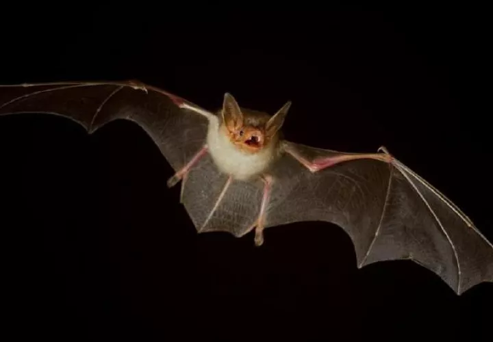 El Parque Natural Metropolitano estará brindando para los mayores de 18 años un recorrido por el bosque nocturno.