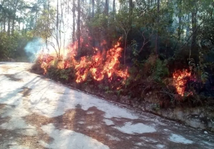 Hace unos días atrás se afectaron unas 30 hectáreas con un incendio forestal en la reserva forestal de La Yeguada. Foto/Melquiades Vásquez