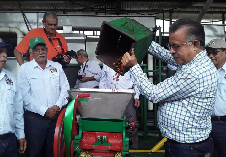 En esta zafra de café  participan un total de 900 productores.