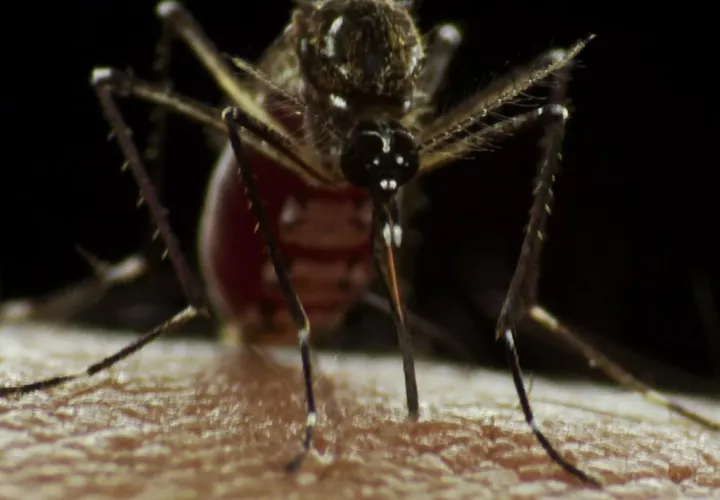 El mosquito Aedes aegyptis que propaga el virus. (Archivo)