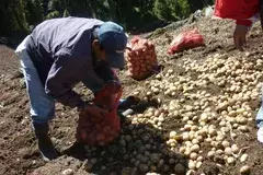  Productores de Tierras Altas serán distribuidores  exclusivos de papa certificada de EE.UU.