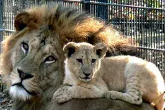 Un león mata a su dueño en un zoológico privado sin permisos